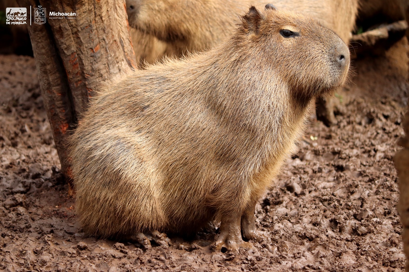 Conoce en el ZooMorelia a los capibaras, los preferidos de niñas y niños
